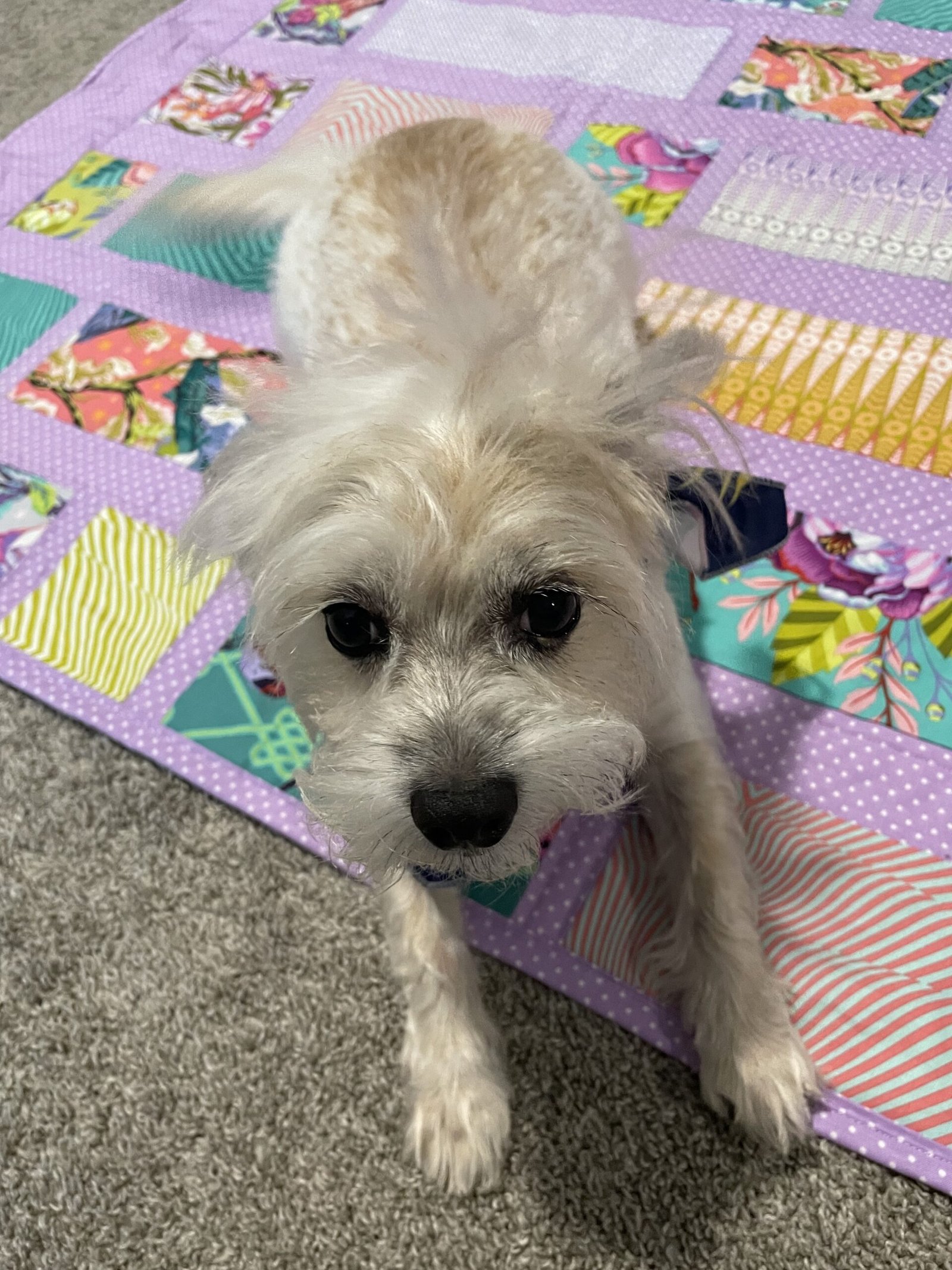 Cookie, our dog sitting on a colorful quilt